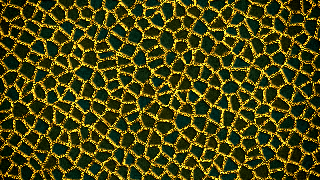 Bump Voronoi Borders