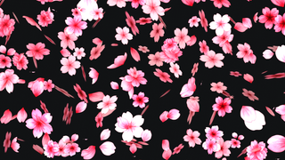 Sakura